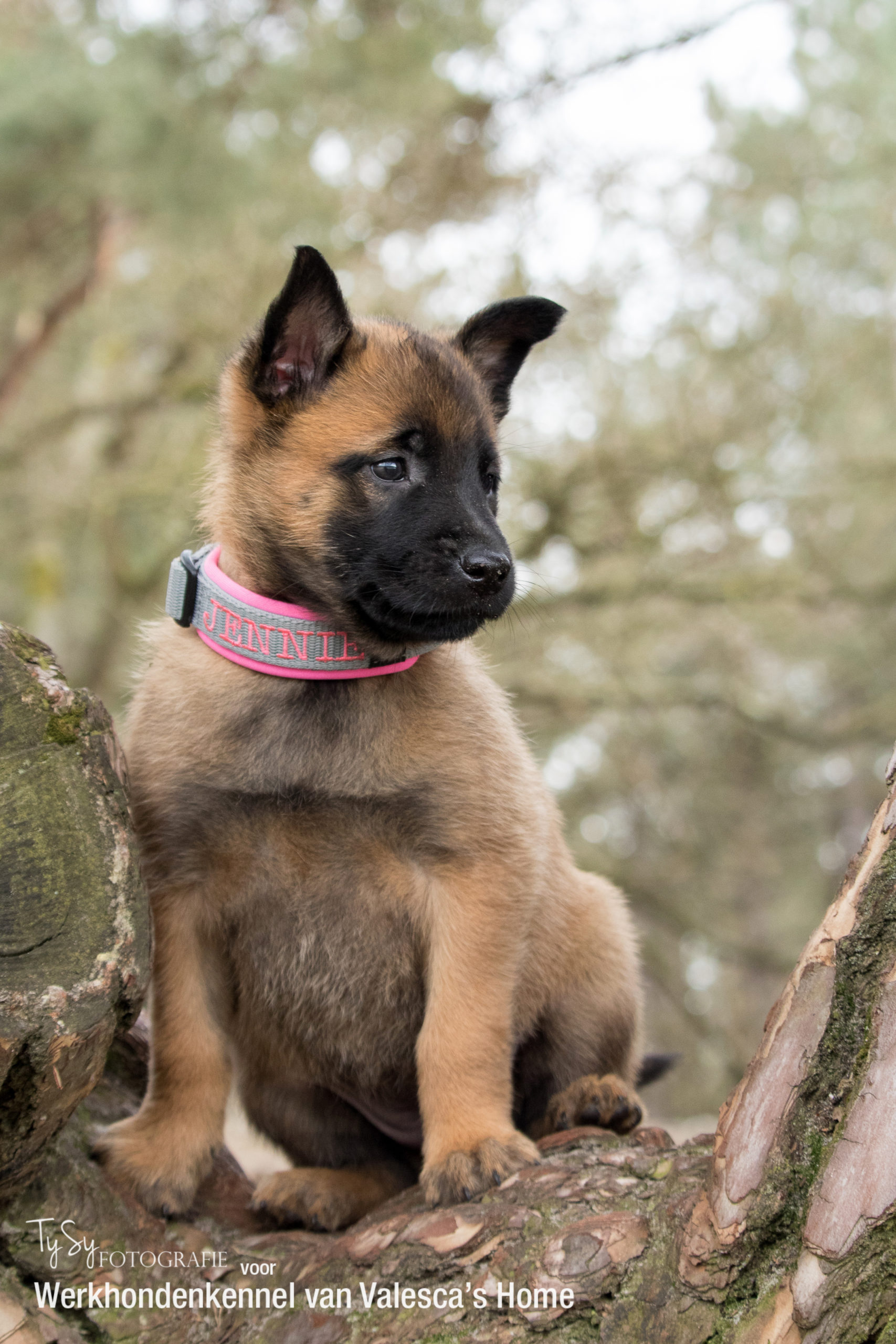 Puppy’s WERKHONDENKENNEL VAN VALESCA'S HOME