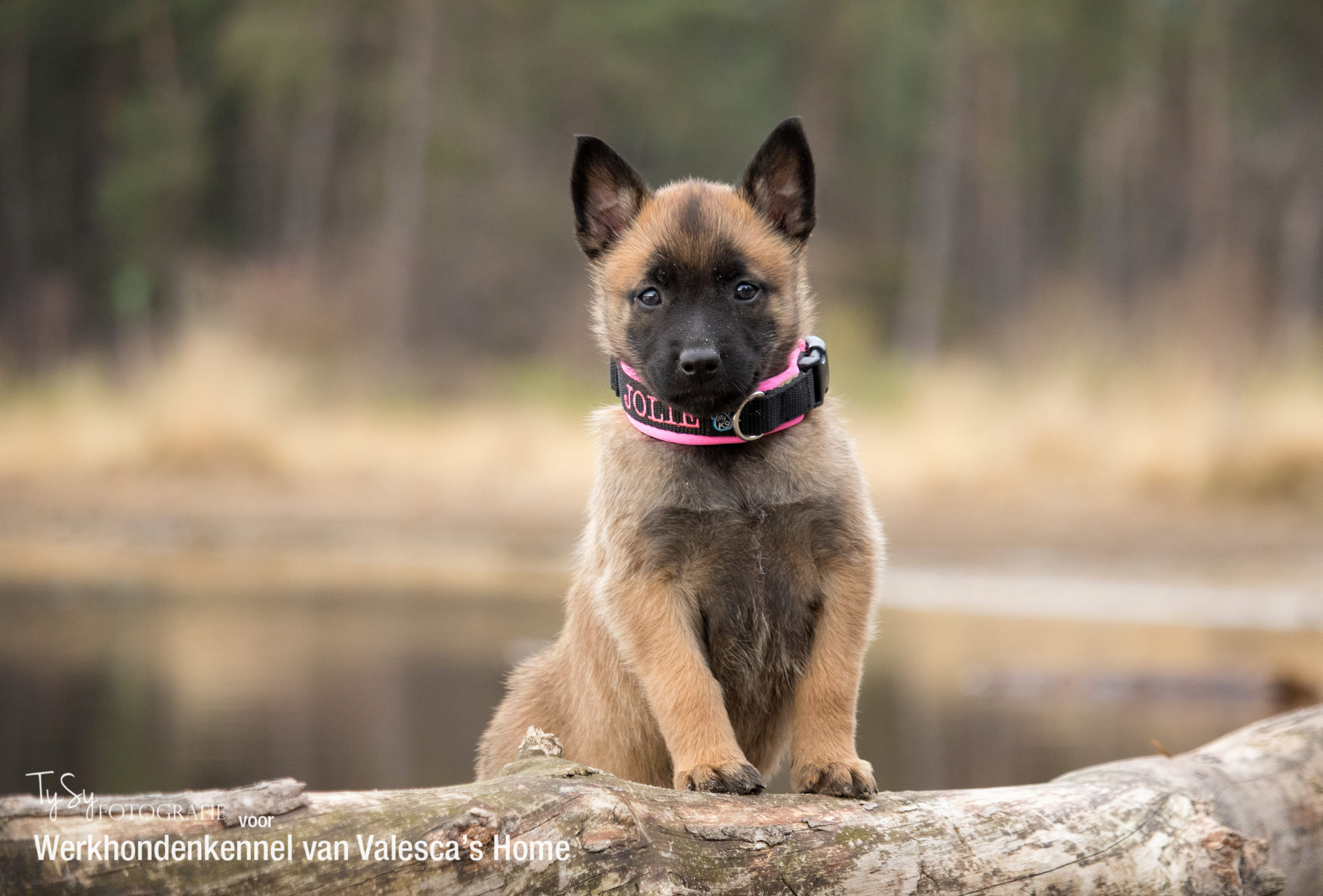 Puppy’s WERKHONDENKENNEL VAN VALESCA'S HOME