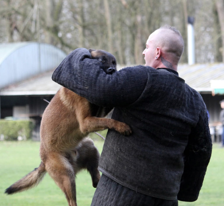 Jay van Valesca’s Home WERKHONDENKENNEL VAN VALESCA'S HOME