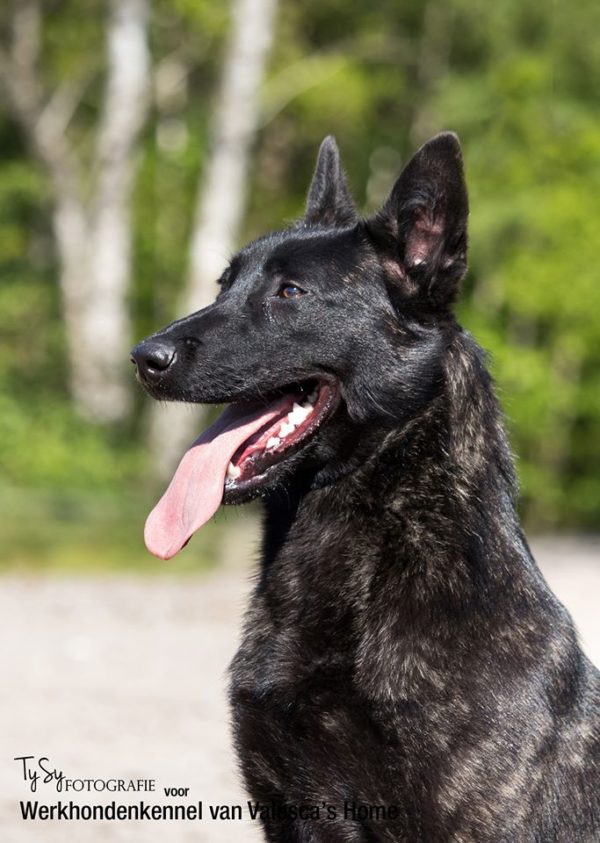 Go Beau van Valesca’s Home WERKHONDENKENNEL VAN VALESCA'S HOME