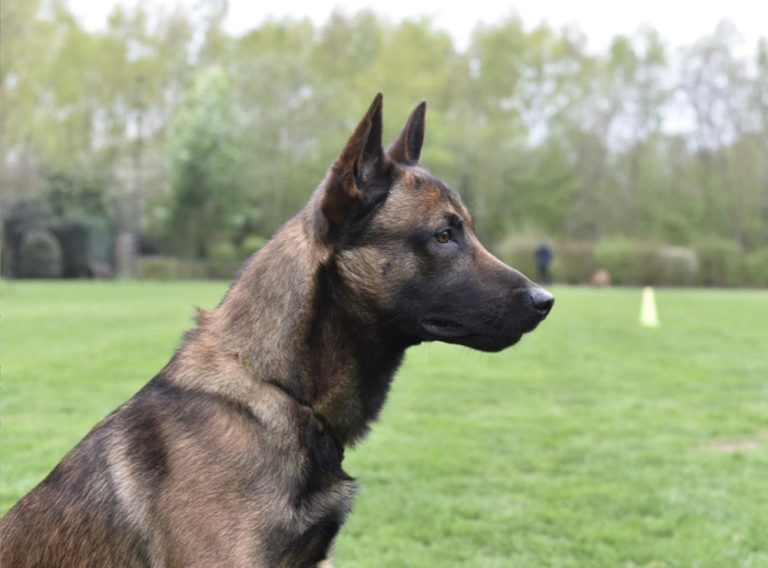 Zorro van Valesca’s Home WERKHONDENKENNEL VAN VALESCA'S HOME