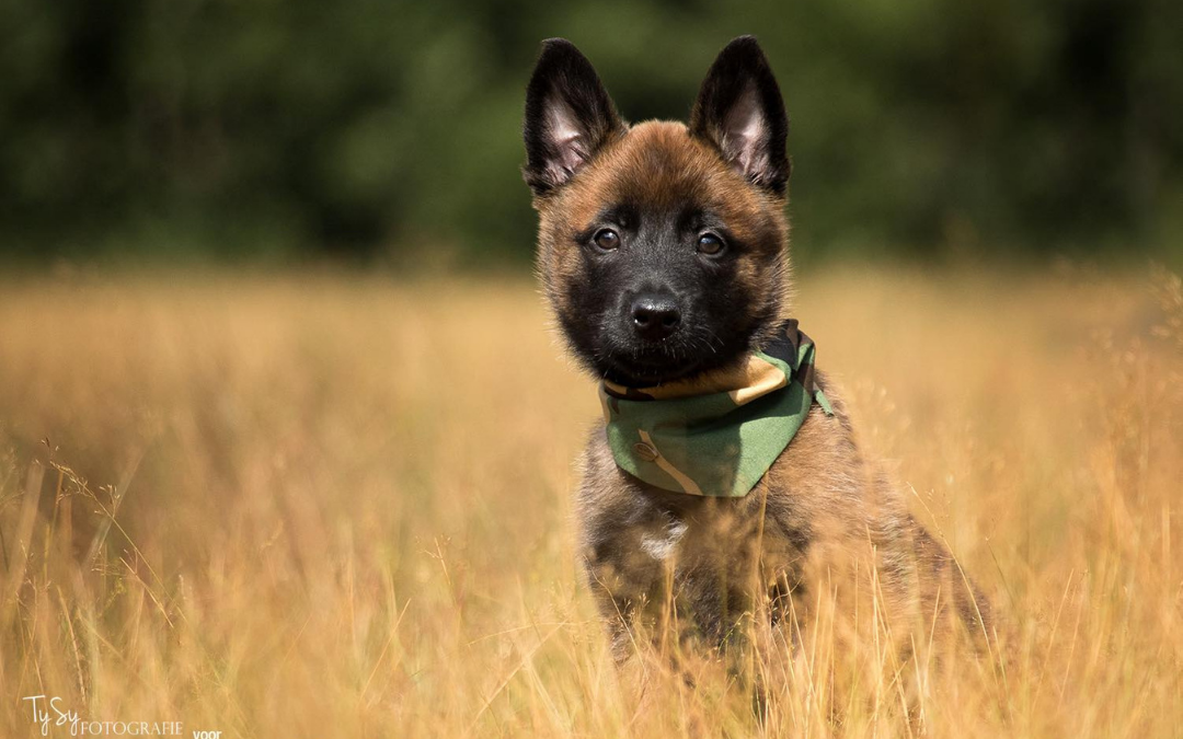 te koop Mechelse herders WERKHONDENKENNEL VAN VALESCA'S HOME
