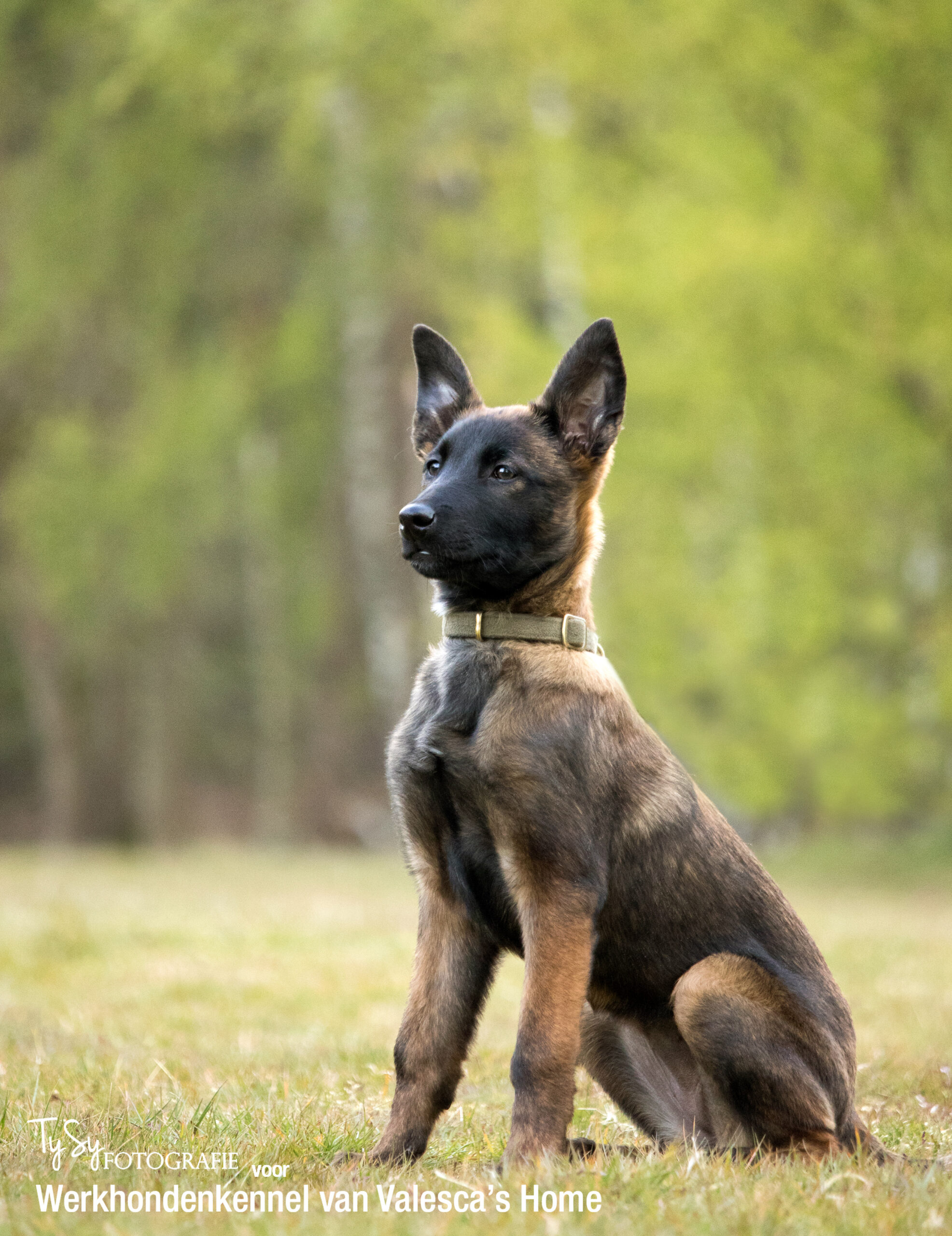 Vegas van Valesca’s Home WERKHONDENKENNEL VAN VALESCA'S HOME