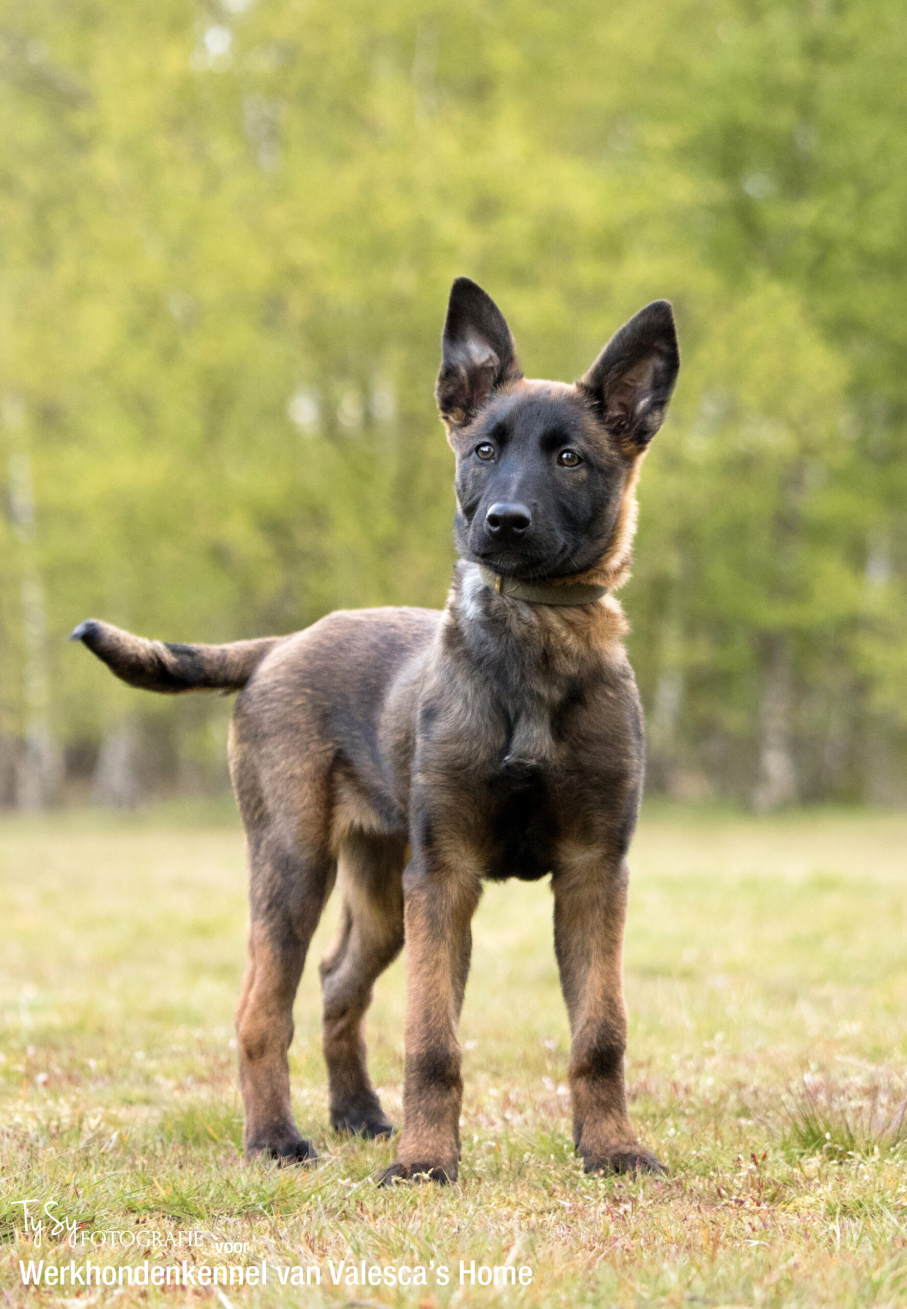 Vegas van Valesca’s Home WERKHONDENKENNEL VAN VALESCA'S HOME