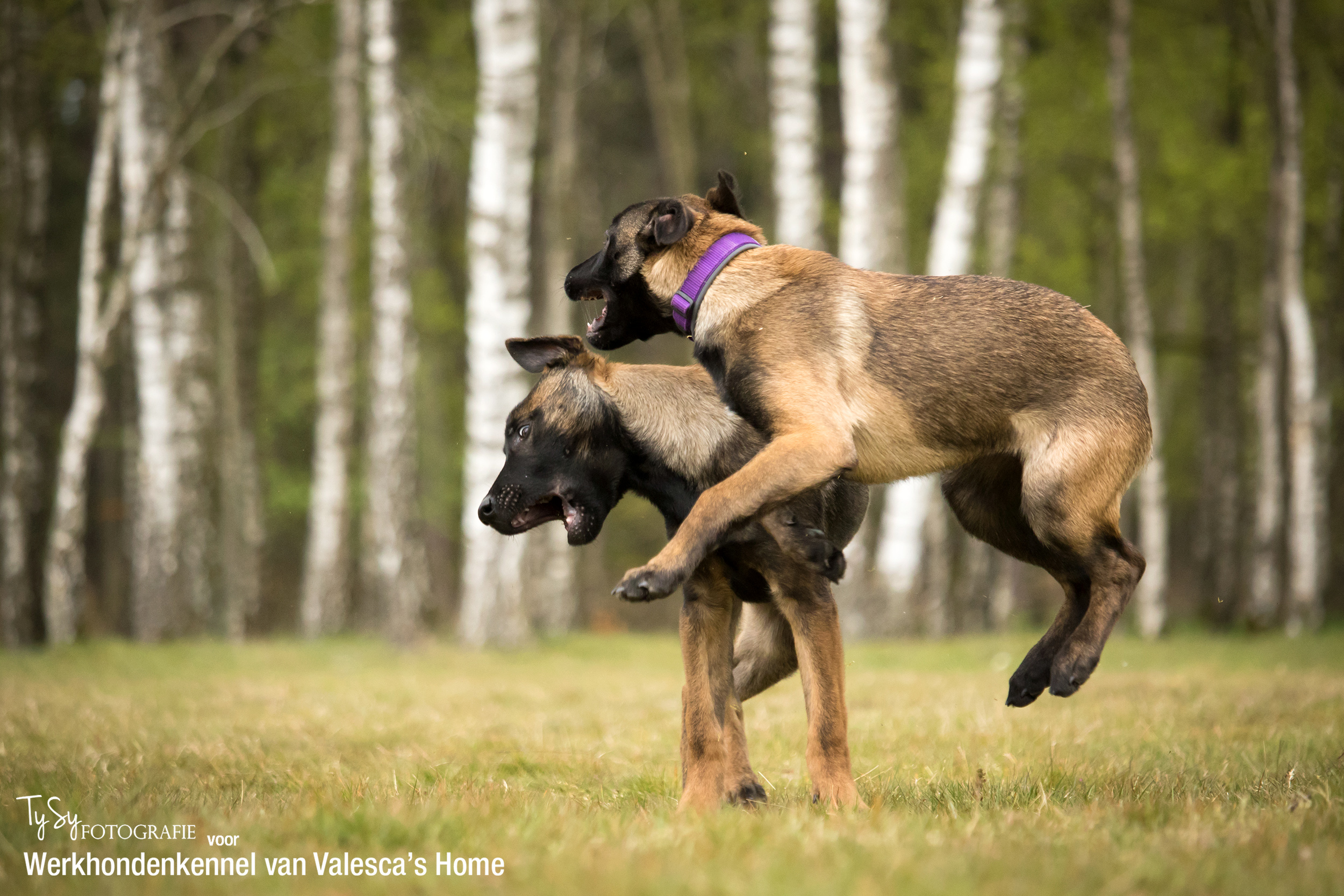 Unique Uzi van Valesca’s Home WERKHONDENKENNEL VAN VALESCA'S HOME