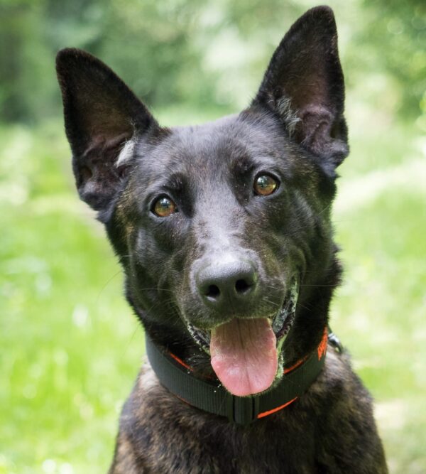 Maddox
